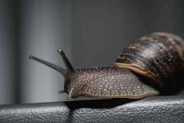 primer plano macro de caracol terrestre sobre mesa de metal en jardín y hoja verde cordoba argentina 