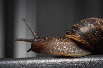 primer plano macro de caracol terrestre sobre mesa de metal en jardín y hoja verde cordoba argentina 