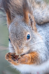 The squirrel with nut sits on a tree in the winter or autumn