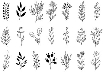 collection forest fern eucalyptus art foliage natural leaves herbs in line style. Decorative beauty elegant illustration for design hand drawn flower