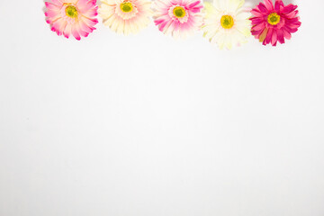 gerbera flowers multicolored on white background with place for text