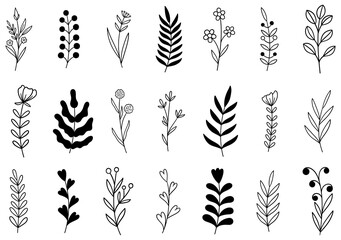 collection forest fern eucalyptus art foliage natural leaves herbs in line style. Decorative beauty elegant illustration for design hand drawn flower