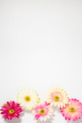 gerbera flowers multicolored on white background with place for text