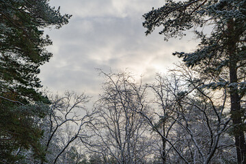 View of the cloudy winter sky between the fir trees. Frost-covered tree branches. Sad mood.