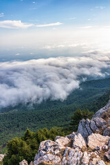 Thick green forest on a hillside in the evening fog. Trees in the fog.