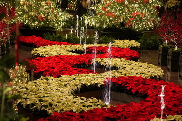 Beautiful garden with water fountains decorated with red and white poinsettia plants