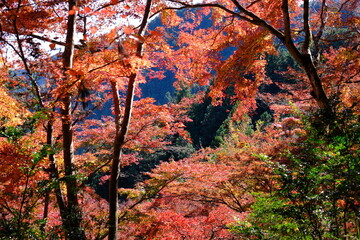 紅葉
