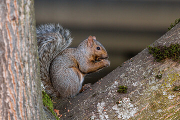 a cute grey squirrel sitting between the branches of a tree eating a nut on its paws