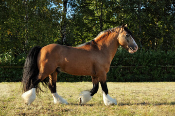 Chestnut horse running in paddock on the green bushes background