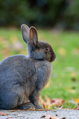 side portrait of a cute grey rabbit sitting on the edge between walkway and grasses filled with fall leaves in the park
