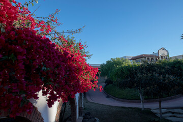 Estate with flowers in Baja California Mexico