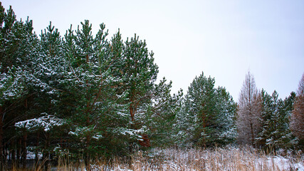 Snow-covered view of the forest by a country road