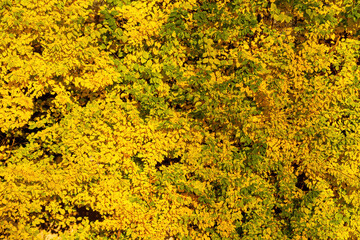 beautiful background texture of dense tree leaves under the sun on a sunny autumn day with yellow and golden colour