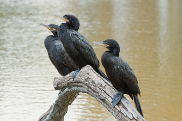 Bigua, Neotropical cormorant or Phalacocorax brasilianus perched on a branch before returning to the water to fish.
