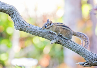 Little Chipmunk enjoying the gardens looking for food