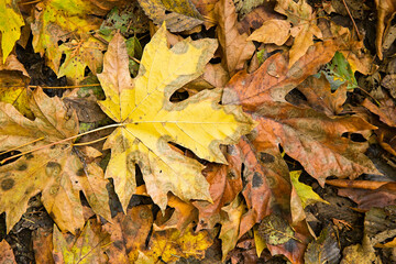 Falling leaves on the ground in autumn time; maple leaf