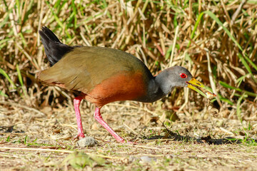 Gray-necked wood-rail, Aramides cajana, walking in a bush clearing in Argentina, South America.