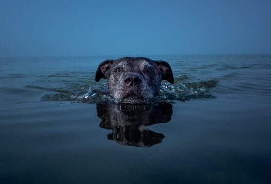 Dog swimming in a foggy, calm bay
