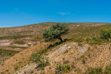Landscape of the nature of desert full of life