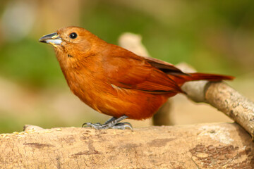 Close up of a female of White-lined tanager with green background standing on a branch