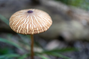 Foto macro de um cogumelo no meio da floresta