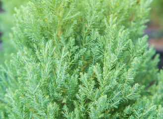Cypress branch or Christmas evergreen tree on selective focus.