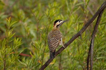 female of Colaptes melanolaimus woodpecker perching on trunk on green background