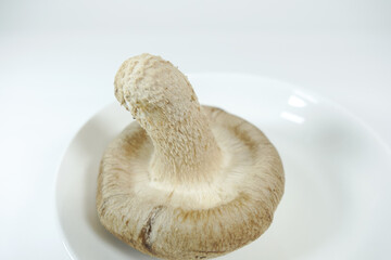 椎茸
