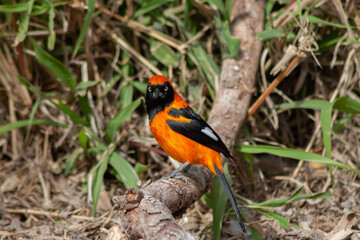 Beautifull Orange-backed troupial perched on branch in Ecological Reseve of Costanera Sur in Buenos Aires, Argentina.