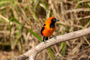 Fototapeta premium Beautifull Orange-backed troupial perched on branch in Ecological Reseve of Costanera Sur in Buenos Aires, Argentina.