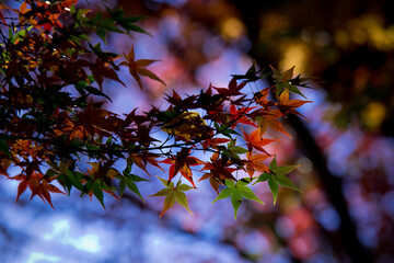 Autumn leaves