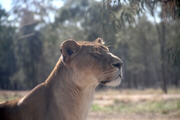 Lioness soaking in the sun