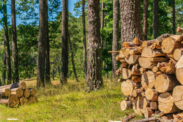 Wood prepared by lumberjack in the forest