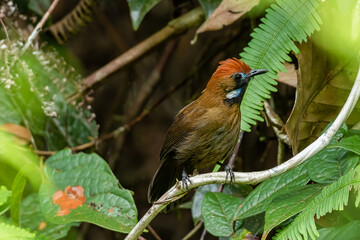 Fluffy-backed Tit-babbler .(Macronous ptilosus) birds at penisular malaysia forset