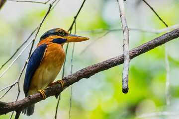 Bird of Rufous-collared Kingfisher male.(Actenoides concretus) at peninsular forest Malaysia with bokeh background