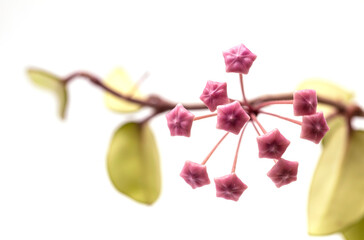 Close up  pink Hoya flower isolate on white background.