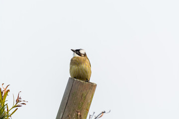 Chinese Bulbul  bird in Zhoushan, China