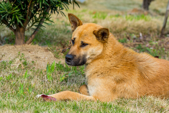 Homeless yellow Chinese Rural dog sleeping on the grassland in Putuoshan Mountain