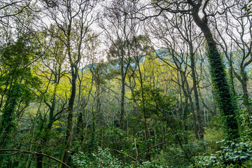 Forest in the Putuoshan mountains, Zhoushan Islands,  a renowned site in Chinese bodhimanda of the bodhisattva Avalokitesvara (Guanyin)