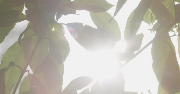 The rays of the sun make their way through the green leaves. spring is coming