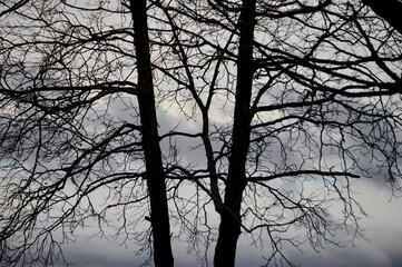 tree silhouette in front of dark sky