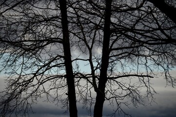 tree silhouette in front of dark sky