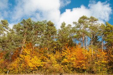 evergreen pine trees and colorful deciduous trees