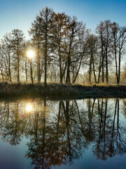 Forest reflection in the water