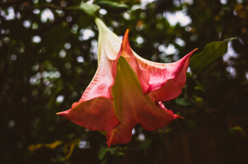 Fototapeta premium Close up of a flower
