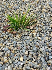stones on the ground