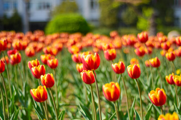 Obraz premium field of tulips