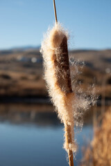 Willow blowing in the wind