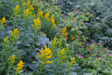 黄色い花(キリンソウ)の写真