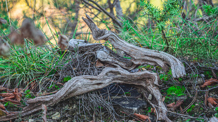 We call it forest details, such oddities can be found in any forest, just look around.

